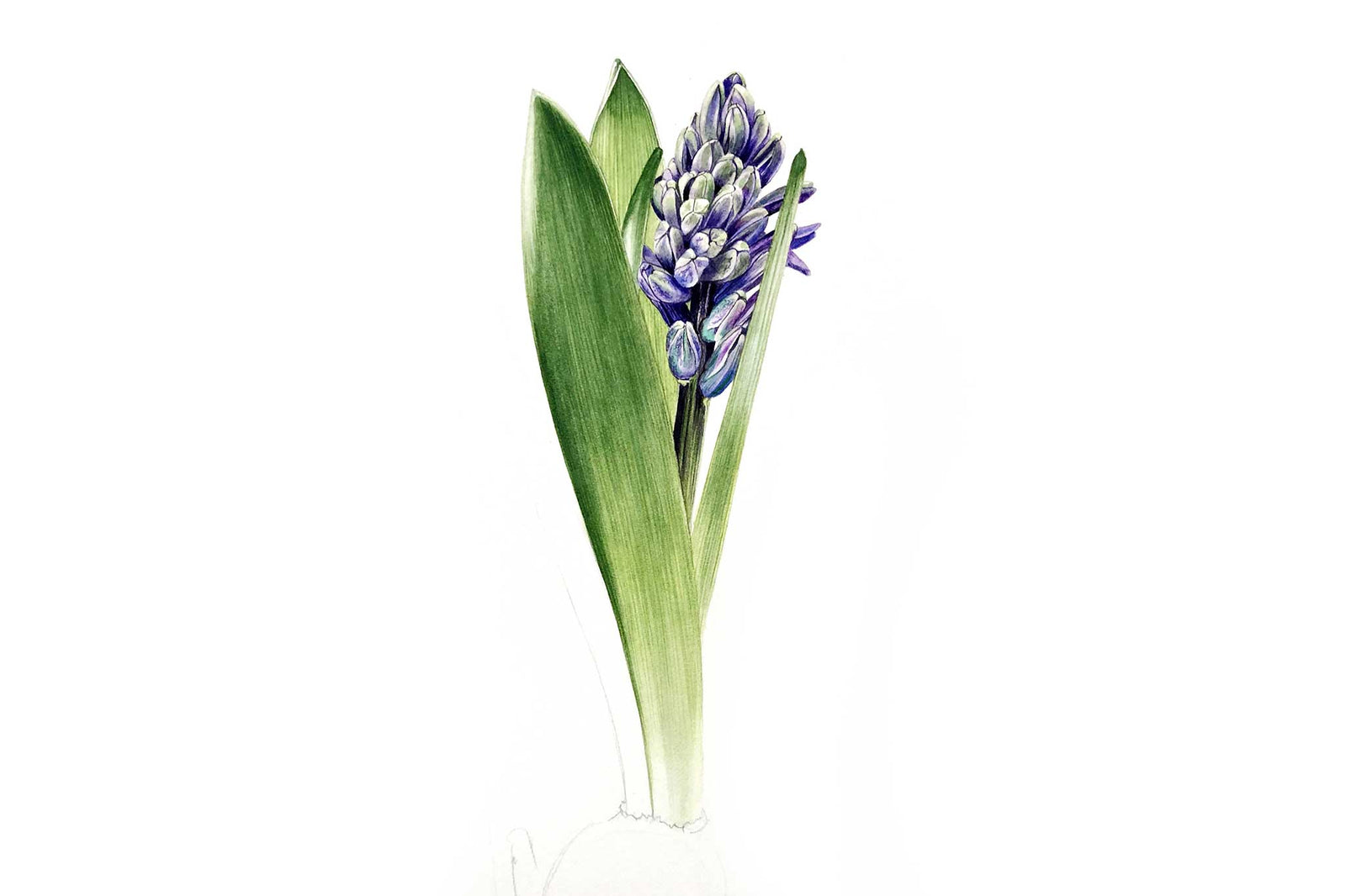 Billy Showell Blue Hyacinth Leaves - Preview Watercolour Tutorial