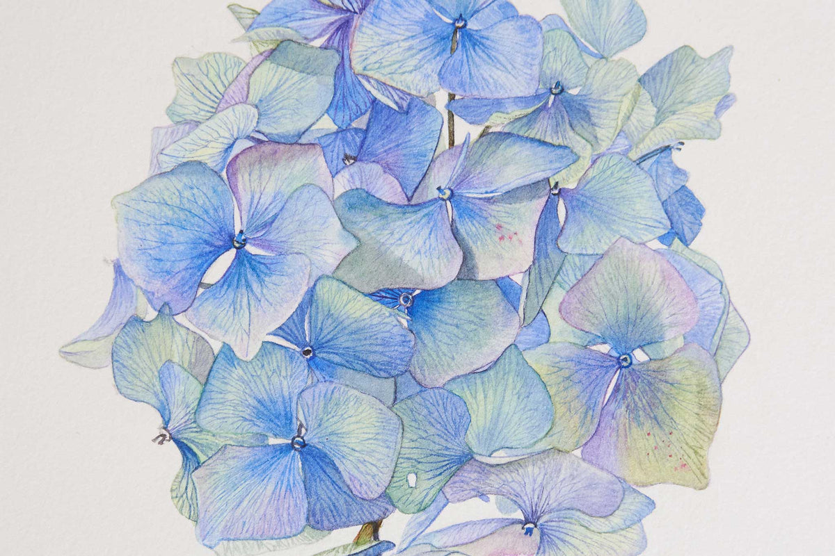 Billy Showell Hydrangea - Preview Watercolour Tutorial