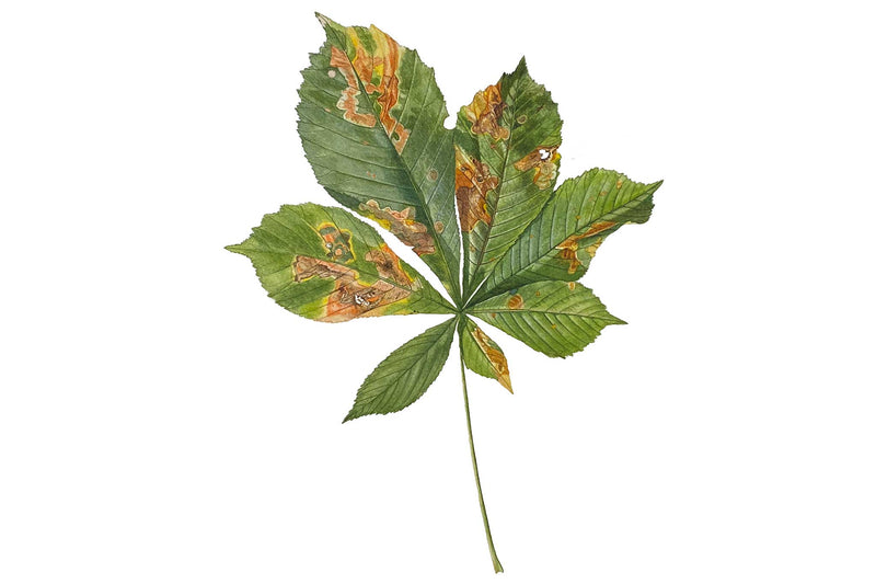 Horse Chestnut Leaf Preview Billy Showell School of Botanical Art