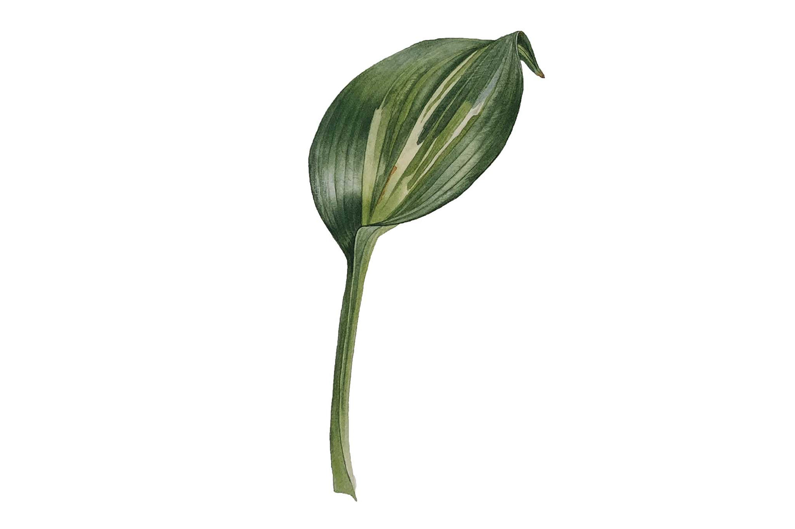 Billy Showell Hosta Leaf - Preview Watercolour Tutorial