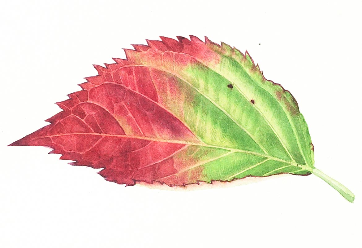 Billy Showell Hydrangea Leaf - Preview Watercolour Tutorial