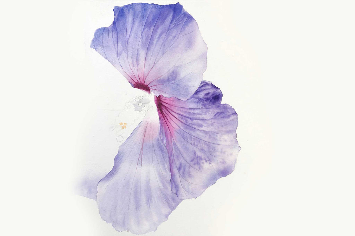 Billy Showell Large Purple Hibiscus - Preview Watercolour Tutorial