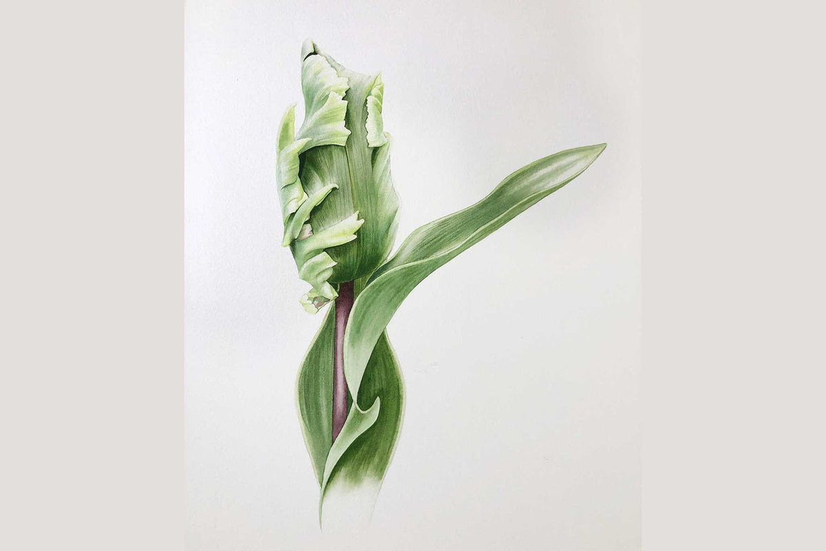 Billy Showell Green Tulip Bud - Preview Watercolour Tutorial