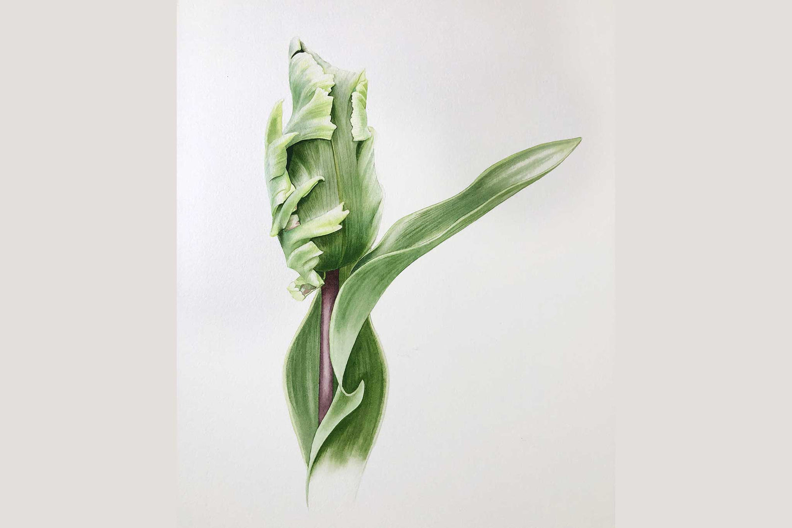 Billy Showell Green Tulip Bud - Preview Watercolour Tutorial