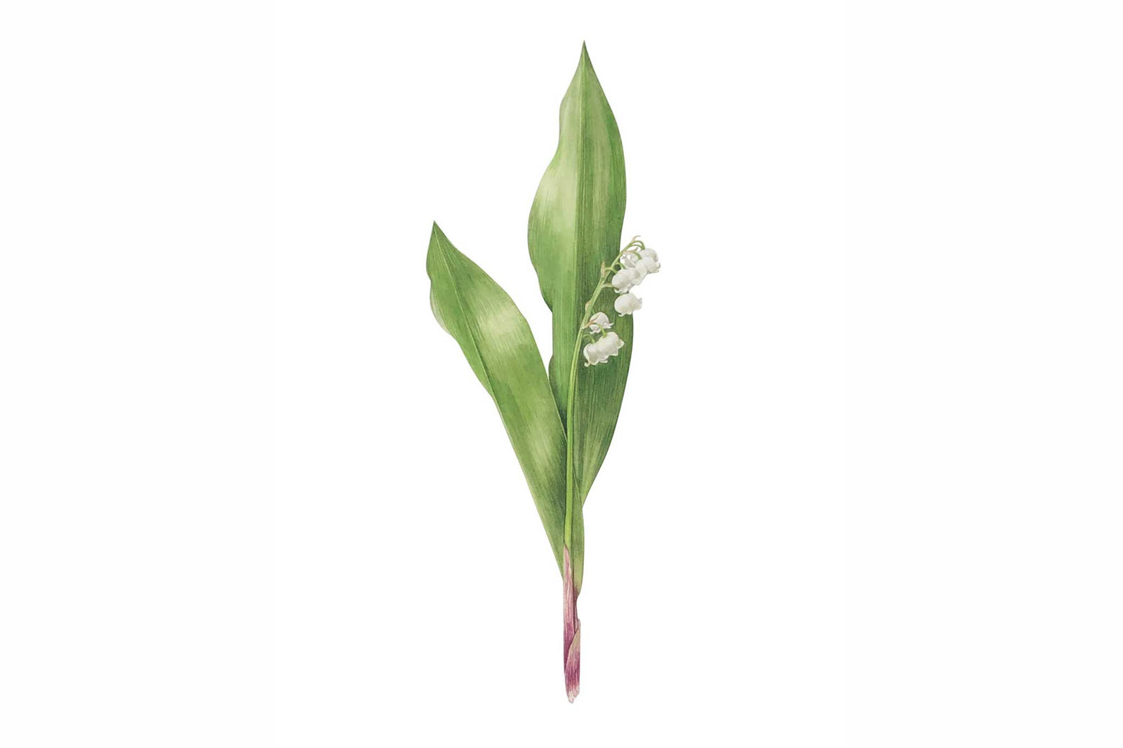 Billy Showell Lily of the Valley - Preview Watercolour Tutorial