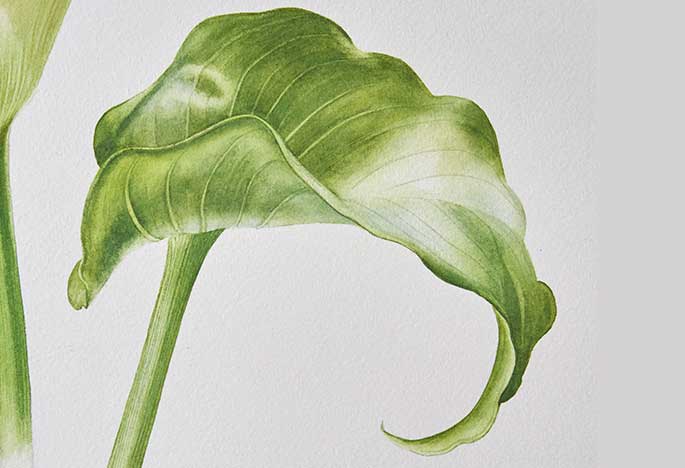 Billy Showell Arum Lily Leaf - Preview Watercolour Tutorial