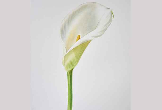 Billy Showell Arum Lily - Preview Watercolour Tutorial