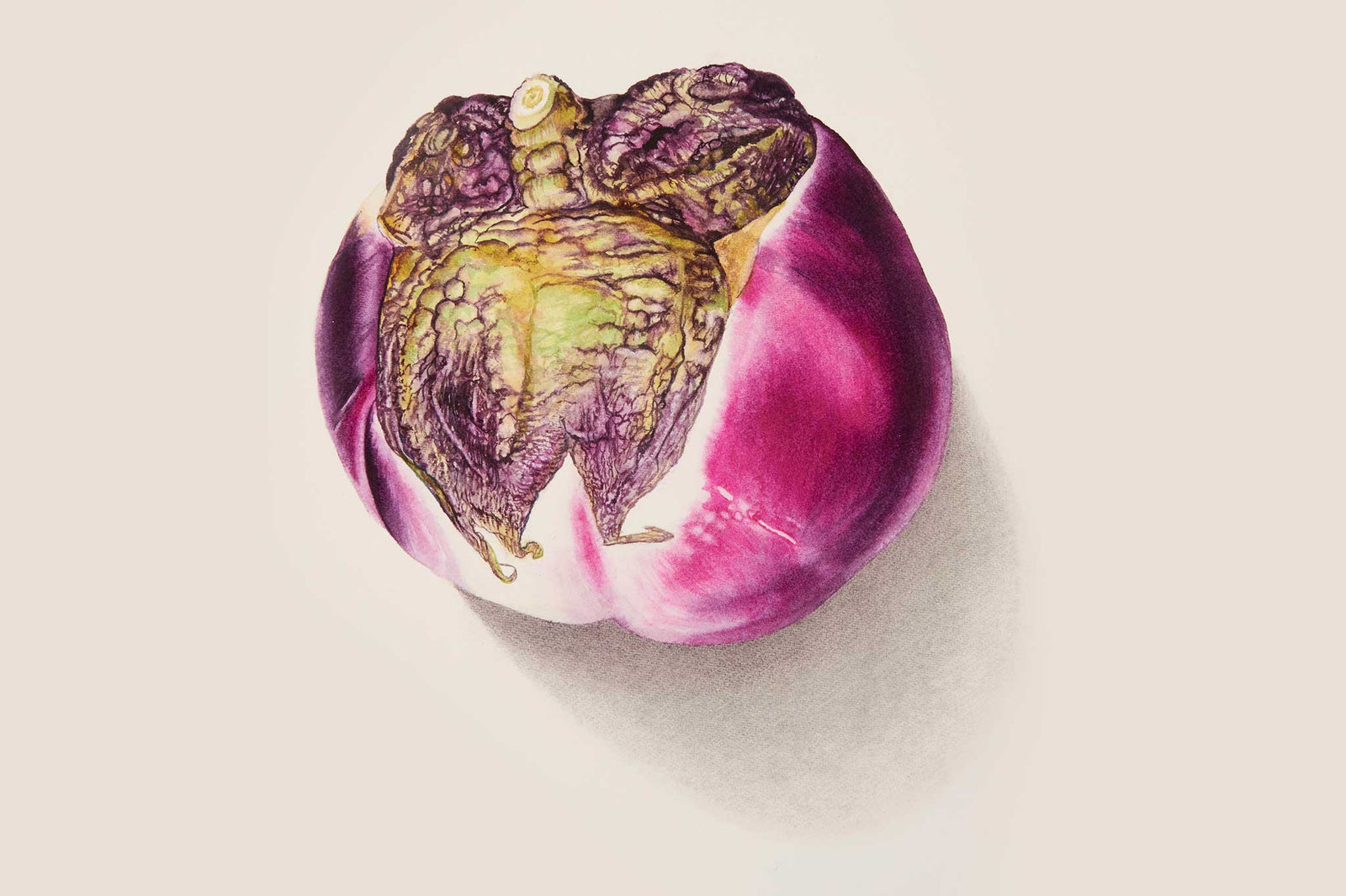 Billy Showell Aubergine/Eggplant Heirloom Rosa Bianca - Preview Watercolour Tutorial
