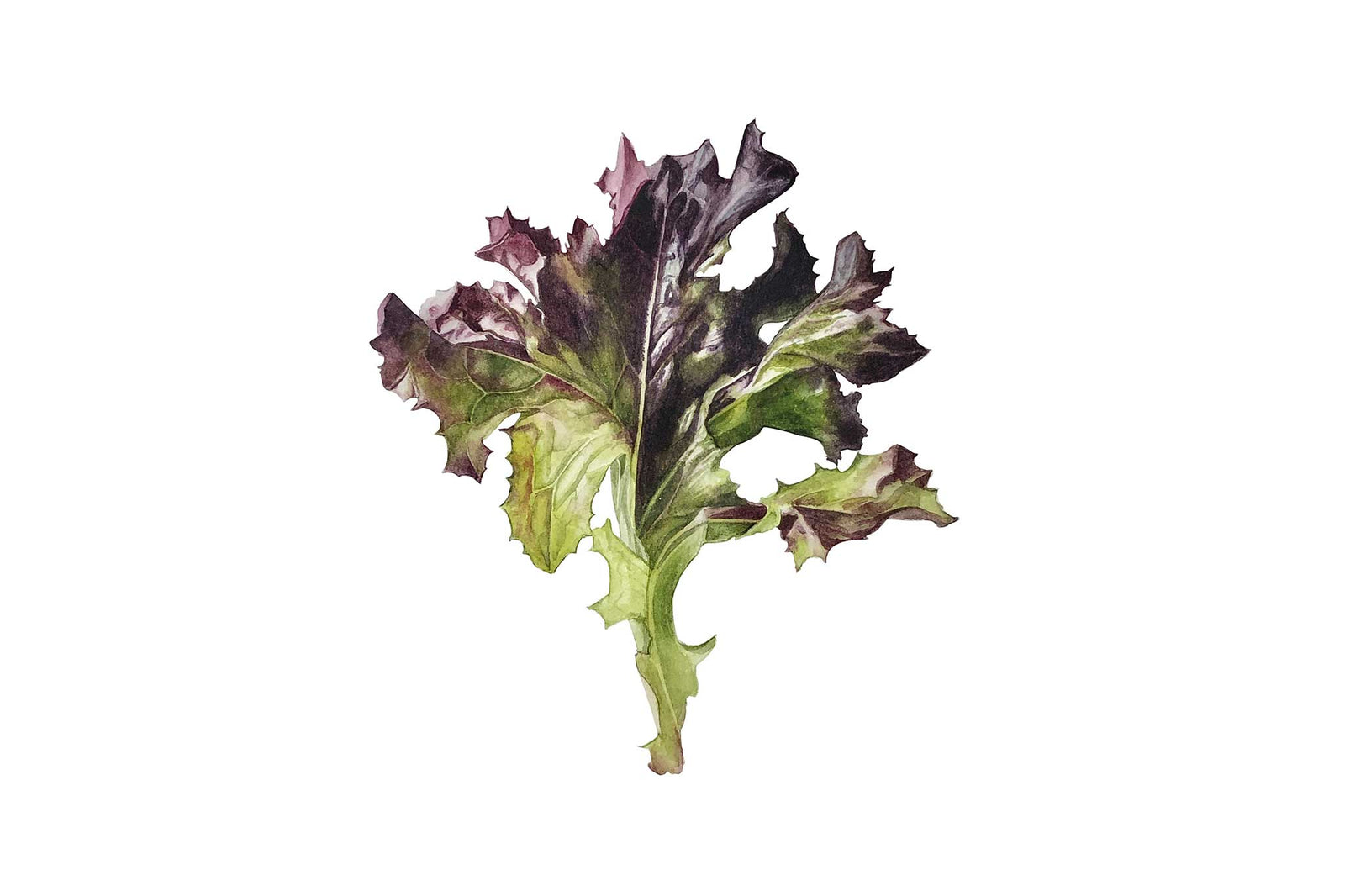 Billy Showell Lollo Rosso Lettuce Leaf - Preview Watercolour Tutorial