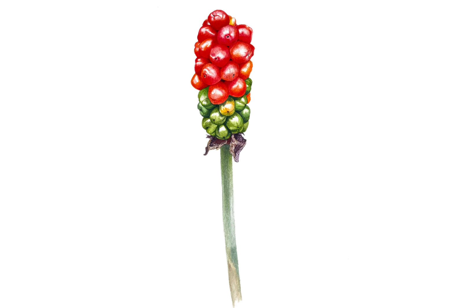 Lords & Ladies Berries (arum maculatum)