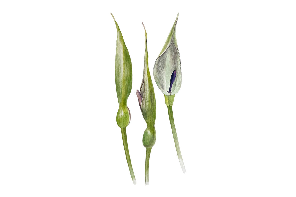 Lords &amp; Ladies (arum maculatum)