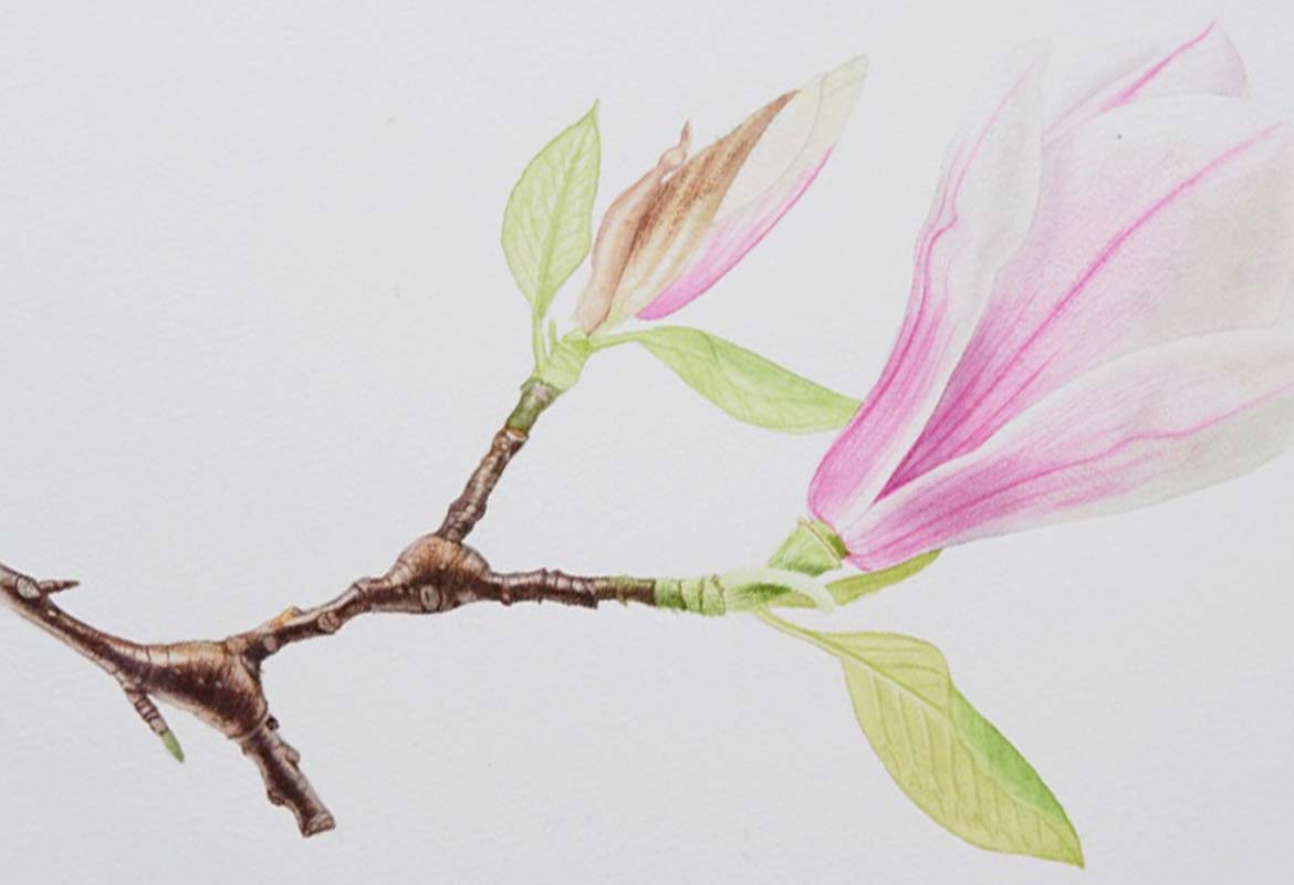 Billy Showell Magnolia Stem - Preview Watercolour Tutorial