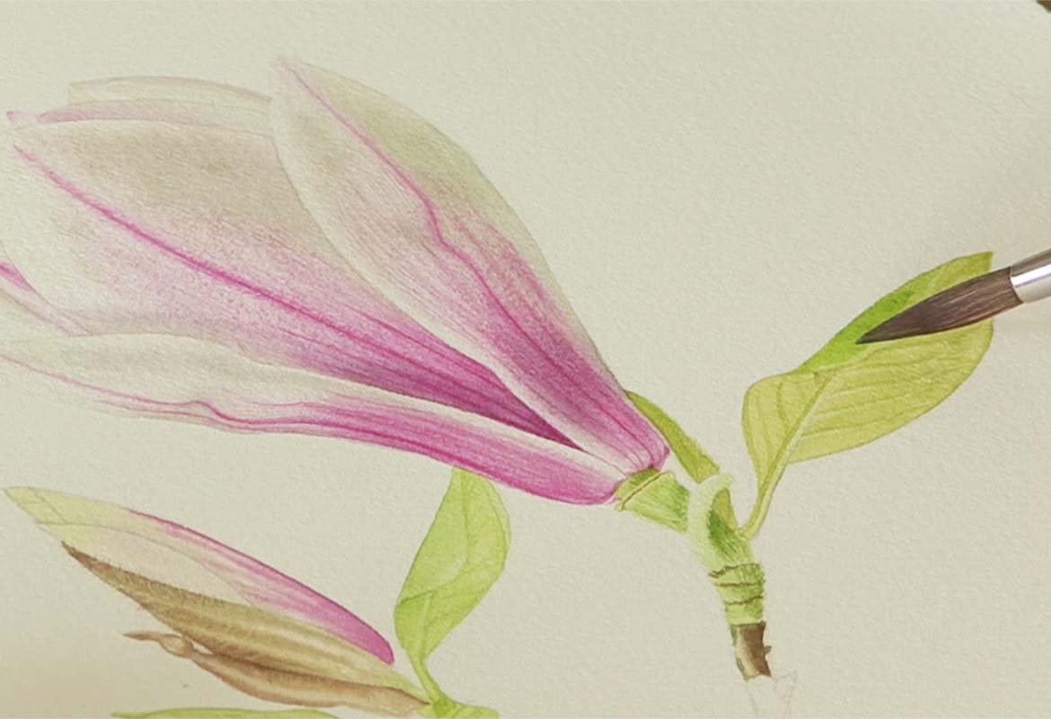 Billy Showell Magnolia - Preview Watercolour Tutorial