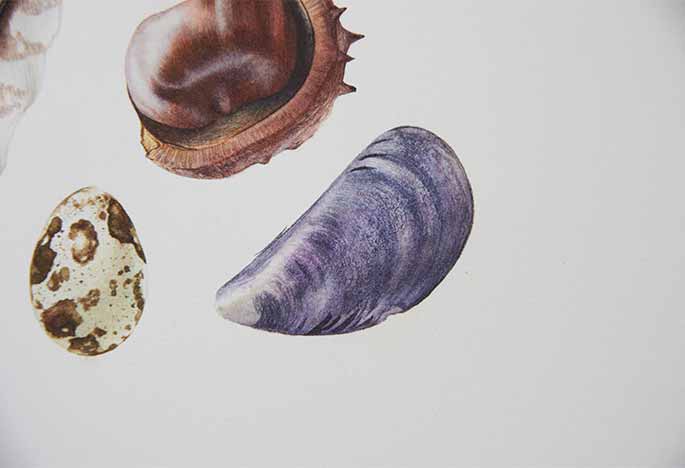Billy Showell Mussel - Preview Watercolour Tutorial