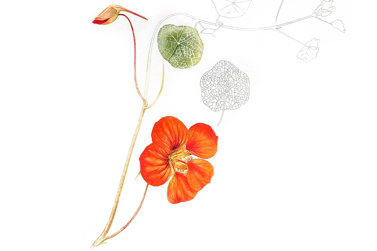 Nasturtium Study Page