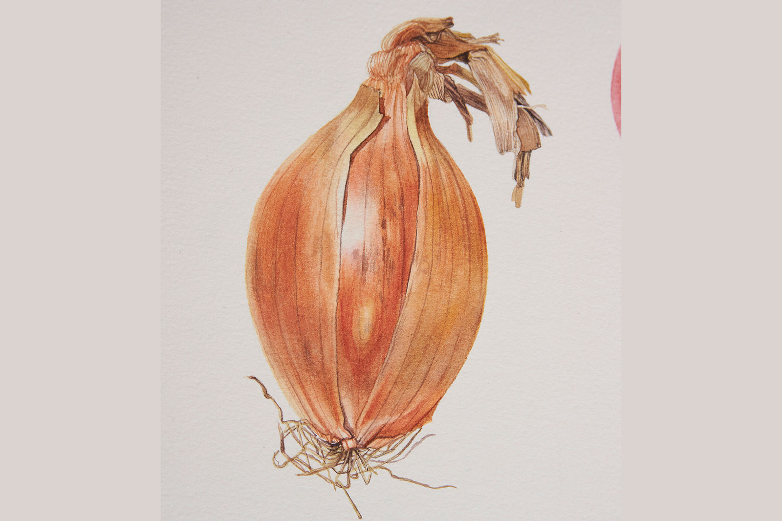 Billy Showell Onion - Preview Watercolour Tutorial