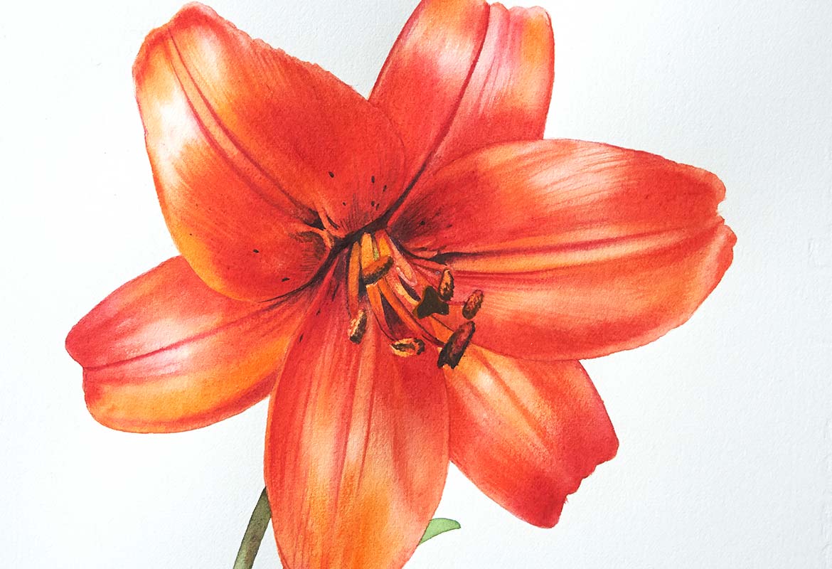 Billy Showell Asiatic Orange Lily - Preview Watercolour Tutorial