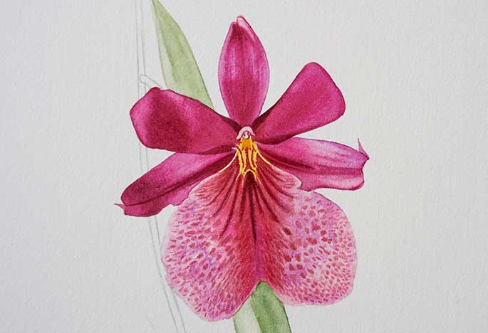 Billy Showell Orchid Flower - Preview Watercolour Tutorial