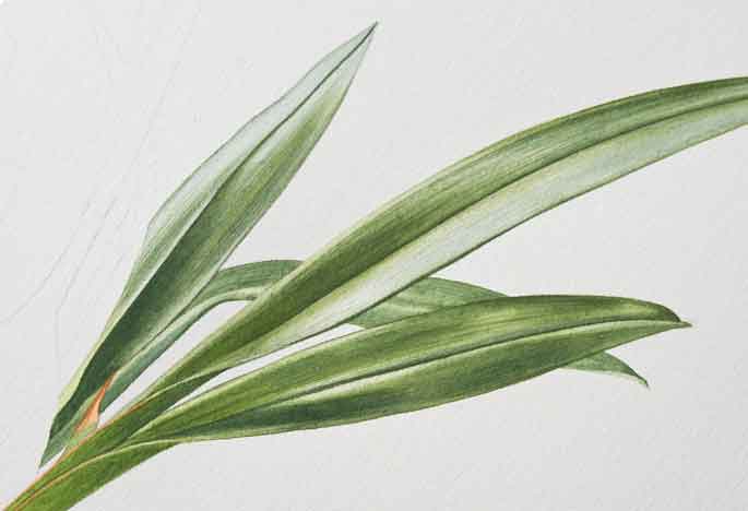Billy Showell Orchid Leaves - Preview Watercolour Tutorial