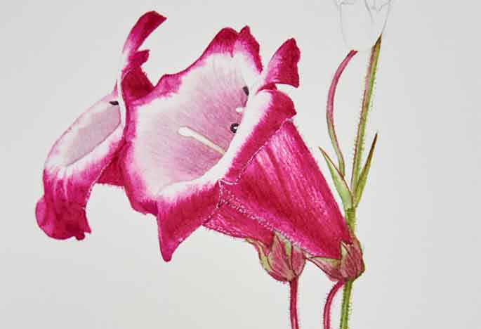 Billy Showell Penstemon Flowers - Preview Watercolour Tutorial