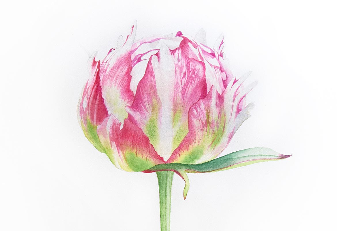 Billy Showell Peony Bud - Preview Watercolour Tutorial
