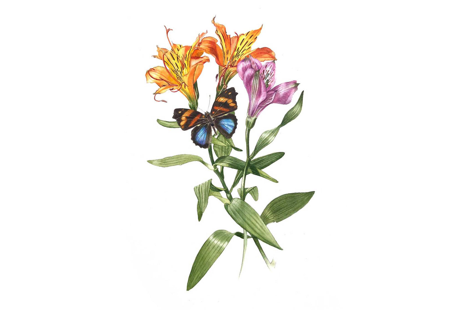 Billy Showell Peruvian Lily - Preview Watercolour Tutorial