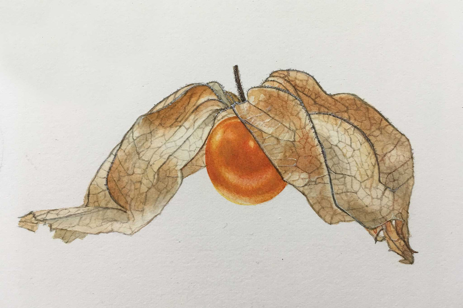 Billy Showell Physalis Berry - Preview Watercolour Tutorial