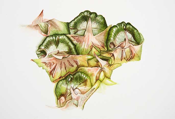 Billy Showell Pineapple - Preview Watercolour Tutorial