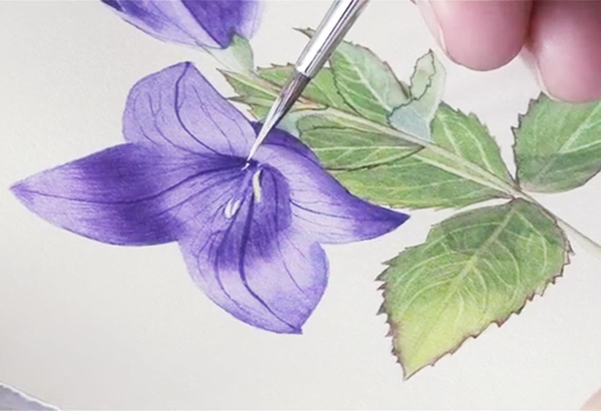 Billy Showell Platycodon - Preview Watercolour Tutorial