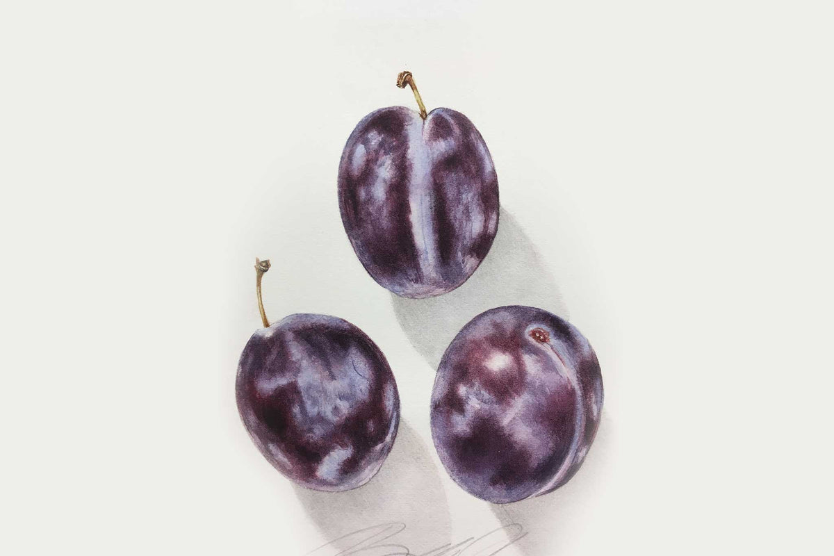 Billy Showell Plums - Preview Watercolour Tutorial