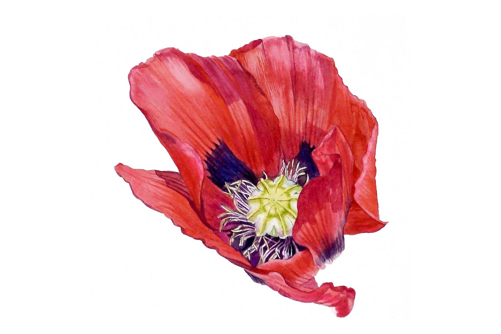 Billy Showell Poppy Part 1 - Preview Watercolour Tutorial