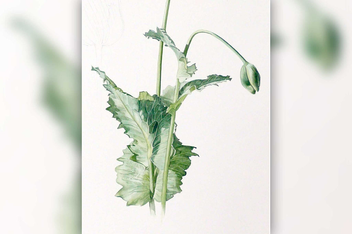 Billy Showell Poppy Part 2 - Preview Watercolour Tutorial