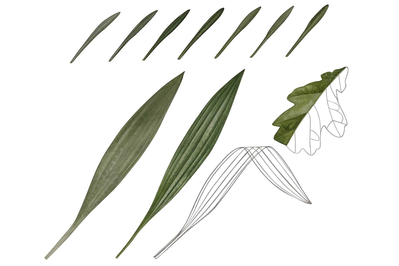 Billy Showell Practising Leaves - Preview Watercolour Tutorial