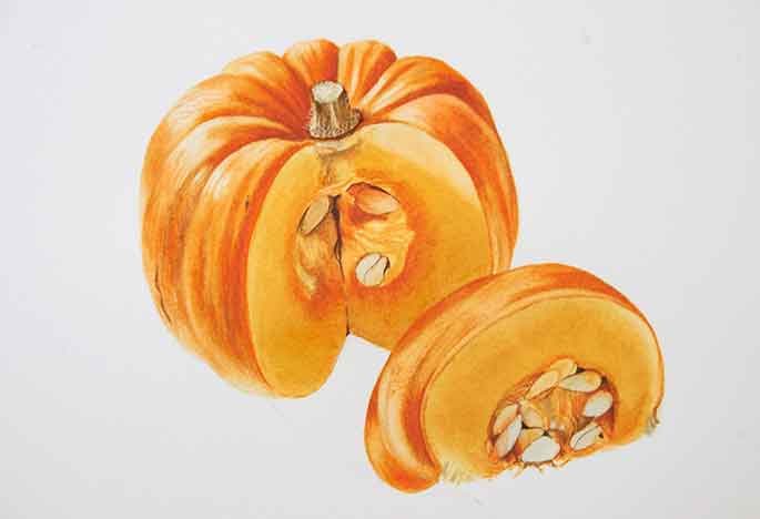 Billy Showell Pumpkin - Preview Watercolour Tutorial