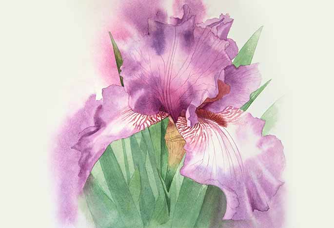 Billy Showell Purple Iris - Preview Watercolour Tutorial
