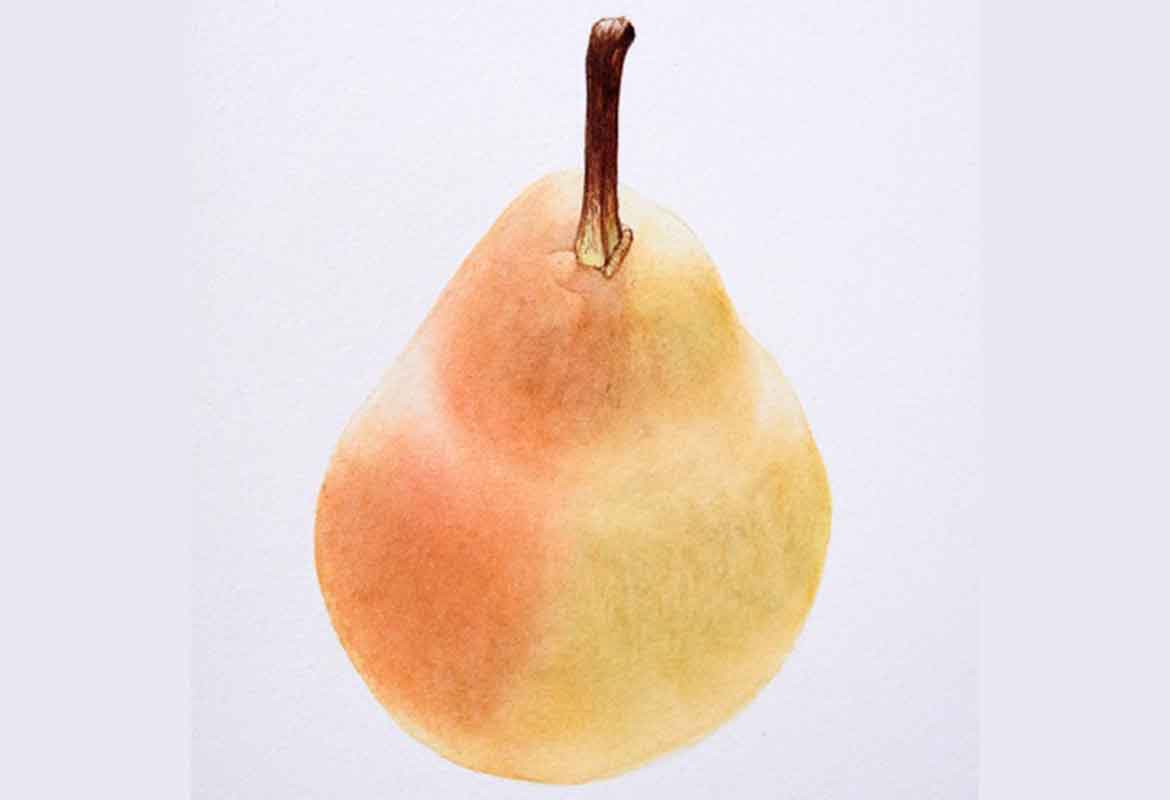 Billy Showell Williams Pear Part 1 - Preview Watercolour Tutorial