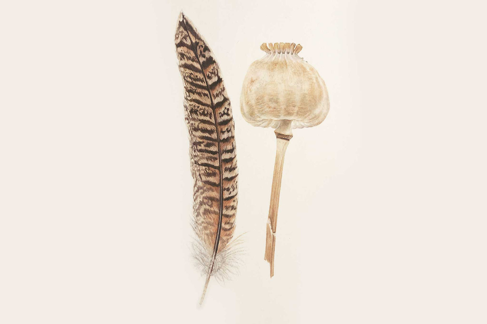 Billy Showell Pheasant Feather - Preview Watercolour Tutorial