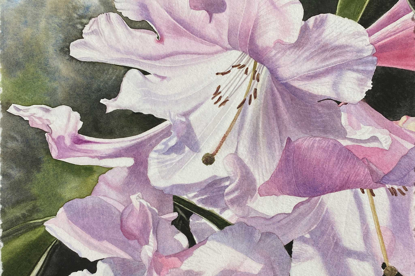 Pink Rhododendron Part 1