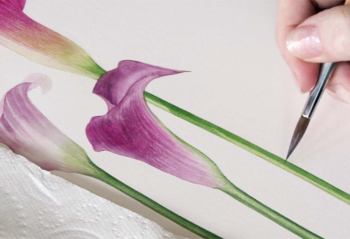 Billy Showell Pink Calla Lily - Preview Watercolour Tutorial