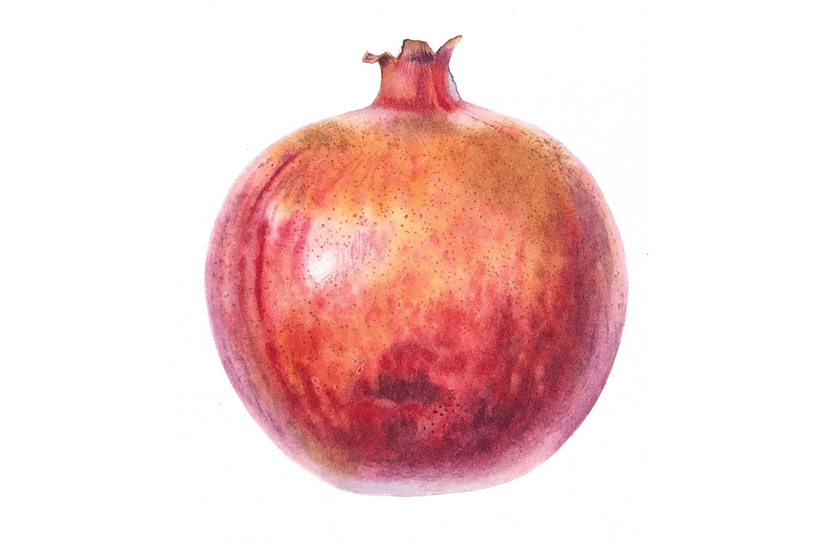 Billy Showell Pomegranate: Part 2 - Preview Watercolour Tutorial