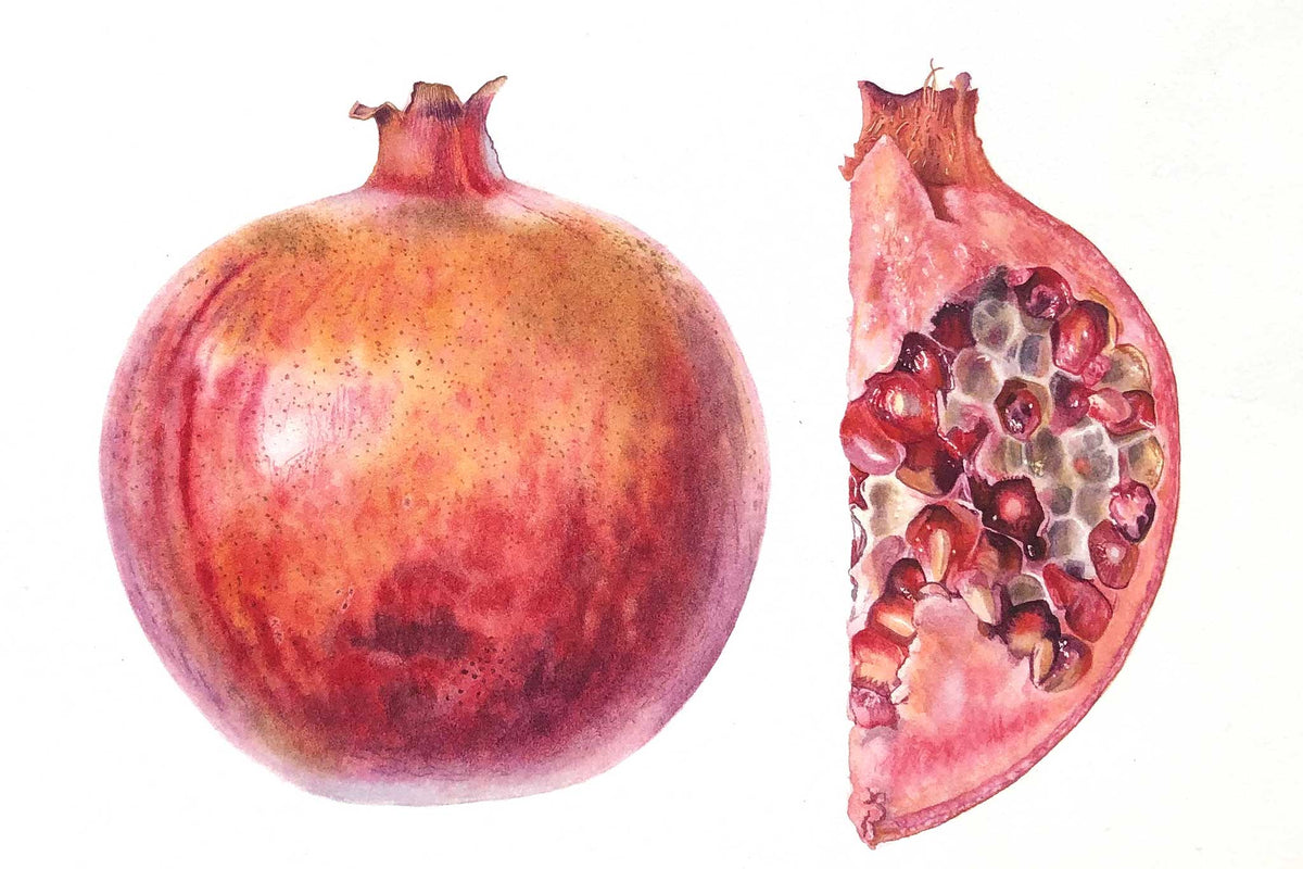 Billy Showell Pomegranate Slice - Preview Watercolour Tutorial