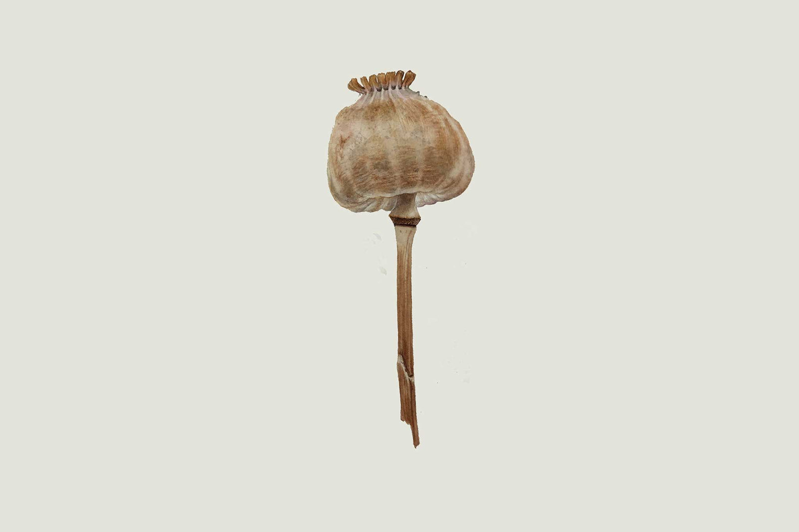 Billy Showell Poppy Seed Head - Preview Watercolour Tutorial
