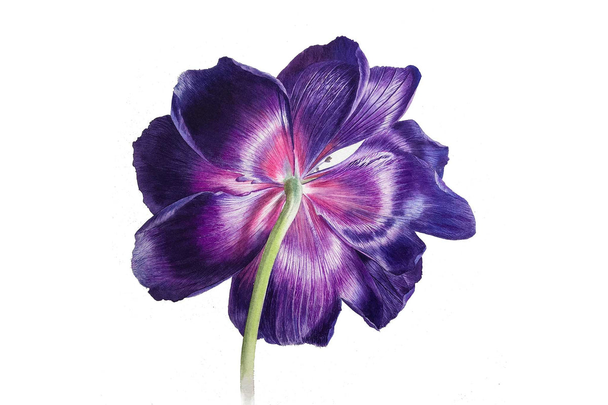 Billy Showell Purple Anemone: The Underside - Preview Watercolour Tutorial