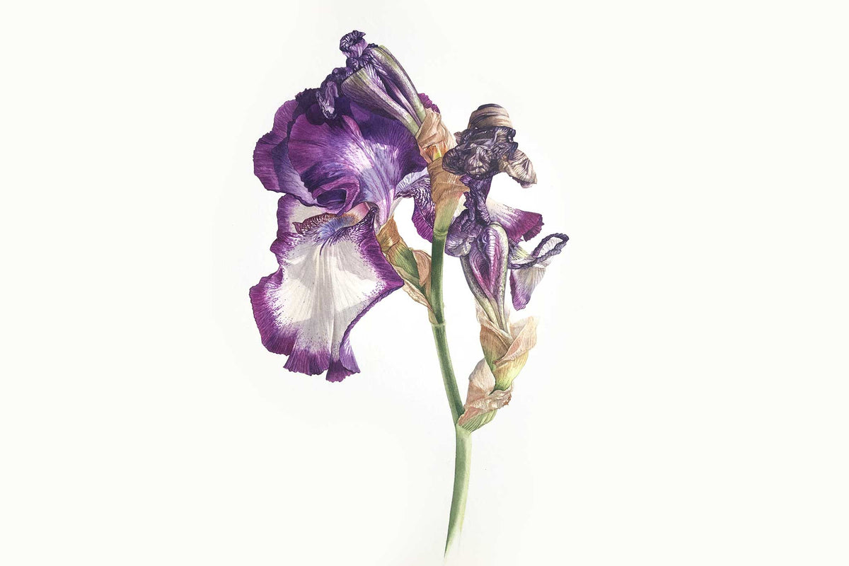 Billy Showell Purple and White Bearded Iris - Preview Watercolour Tutorial
