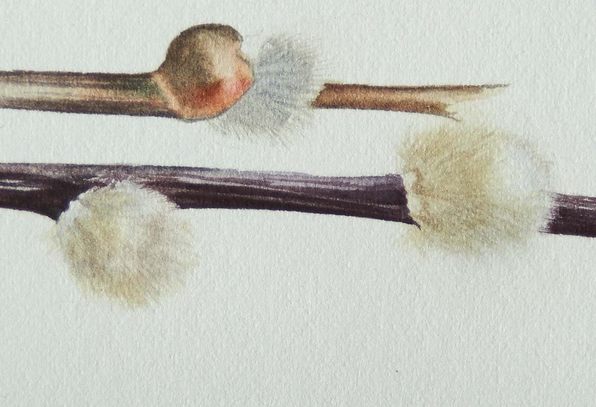 Billy Showell Willow Catkin - Preview Watercolour Tutorial