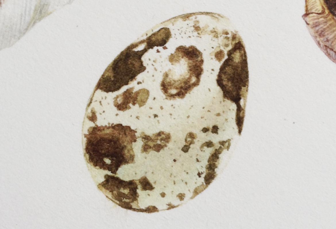 Billy Showell Quail Egg - Preview Watercolour Tutorial