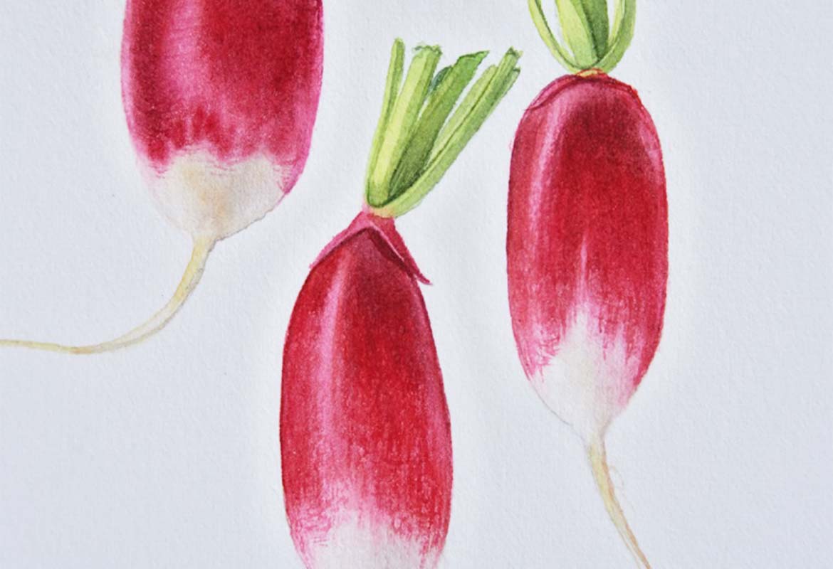 Billy Showell Raphanus Sativus Radish - Preview Watercolour Tutorial