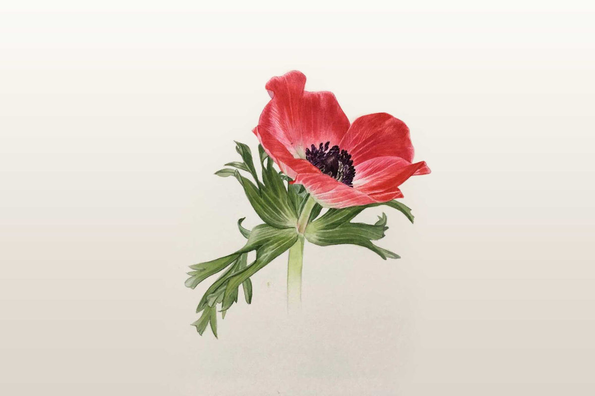 Billy Showell Red Anemone Leaves - Preview Watercolour Tutorial