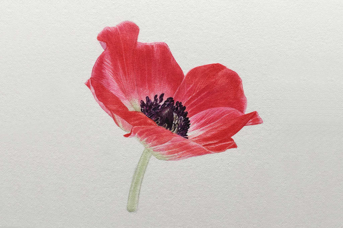 Billy Showell Red Anemone - Preview Watercolour Tutorial