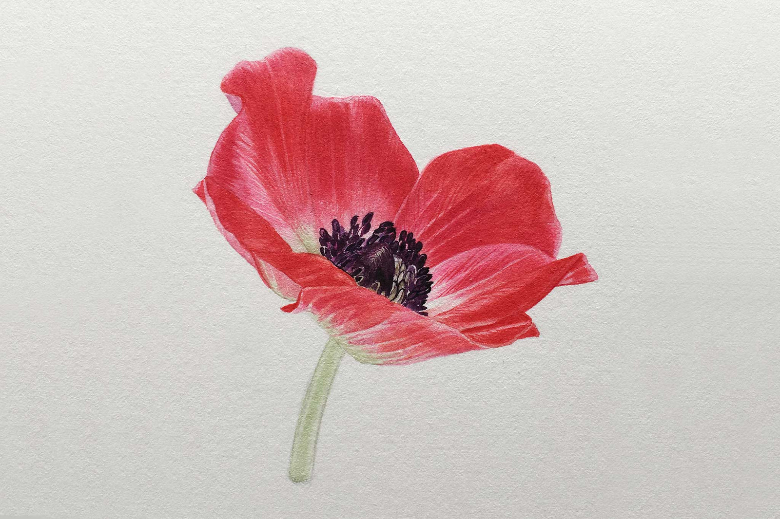 Billy Showell Red Anemone - Preview Watercolour Tutorial